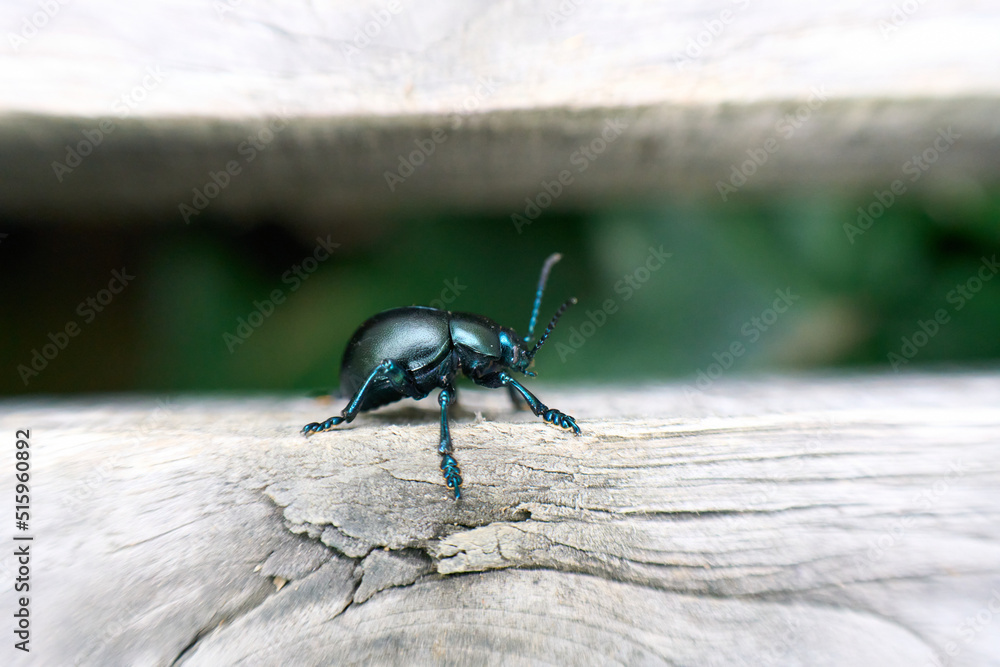Close-up of black-green bug on wood Close-up of black-green bug on wood