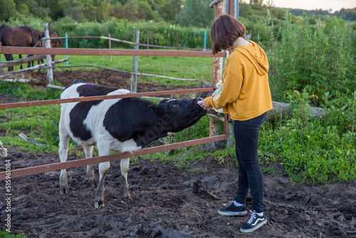 A teenage girl in black jeans and a yellow sweatshirt feeds a black and white calf on a rural farm on a summer evening