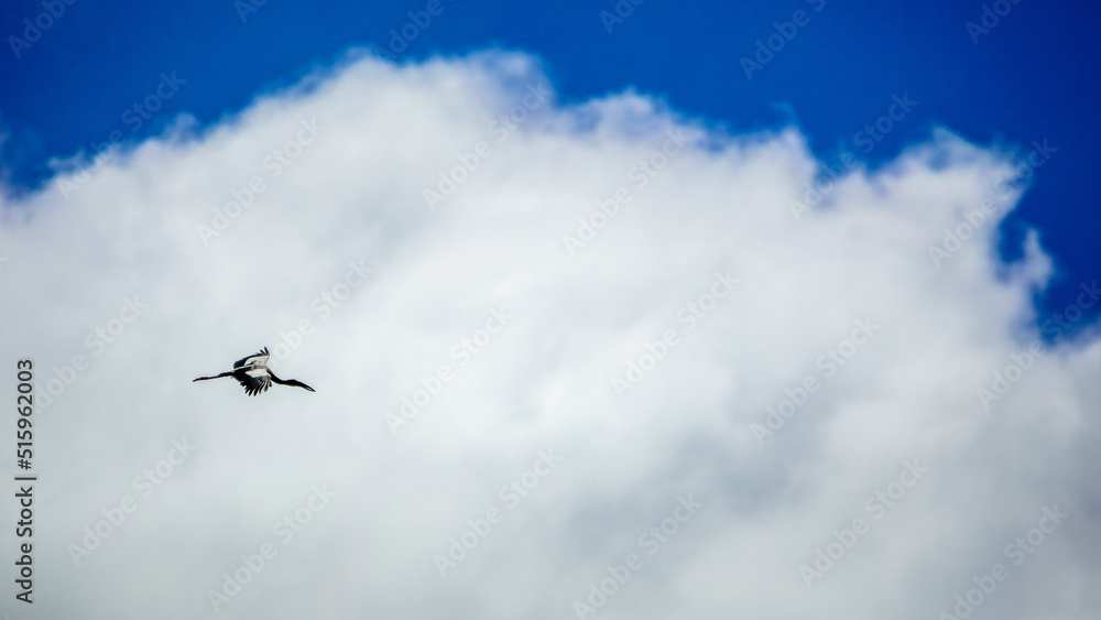 the bird in the sky the bird in the sky