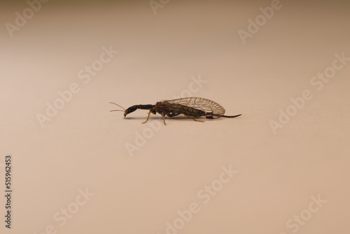  Snakefly has a long neck (Raphidiodea). Insect isolated on a white background. Closeup bug cleaning itself. fly Insects, bugs details Garden wildlife, Wild nature. Animals, animal photo