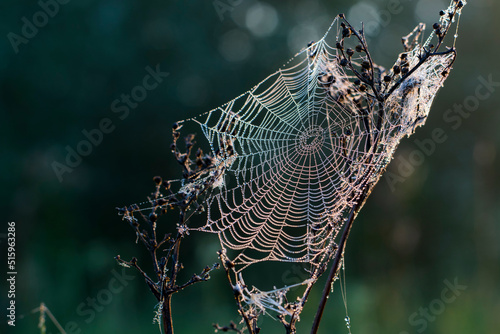 cobweb on the grass with dewdrops