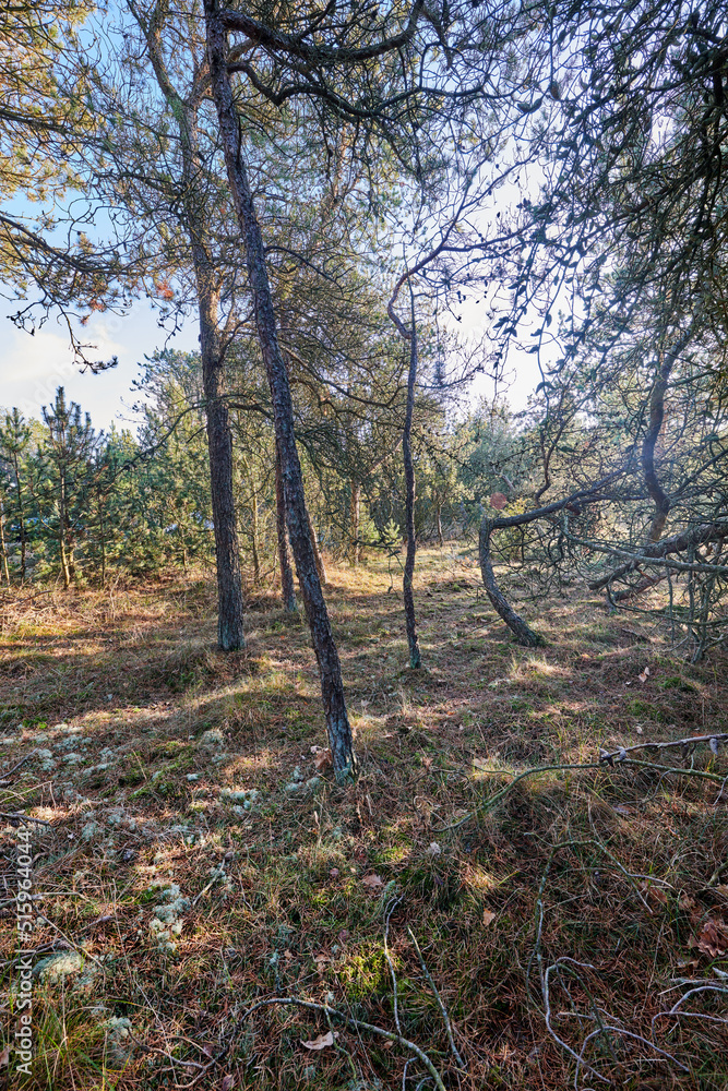 Pine trees growing in a forest with dry grass and plants. Scenic landscape of tall and thin wooden trunks with bare branches in nature during autumn. Uncultivated and wild shrubs growing in the woods Pine trees growing in a forest with dry grass and plants. Scenic landscape of tall and thin wooden trunks with bare branches in nature during autumn. Uncultivated and wild shrubs growing in the woods
