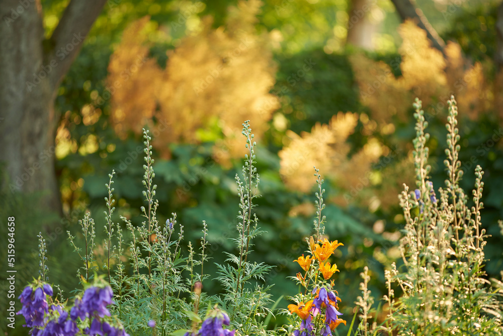 Obraz premium Colorful wildflowers in a forest on a beautiful morning, variation of flowers and trees growing on a field. Vibrant plants growing in harmony with nature, in a peaceful, quiet soothing zen woods