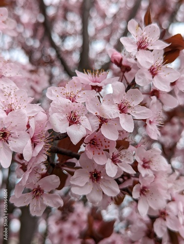 cherry blossoms pink 2
