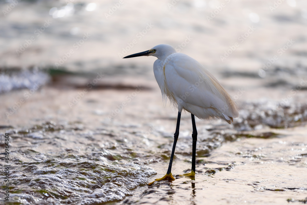 little egret hunts on the seashore little egret hunts on the seashore