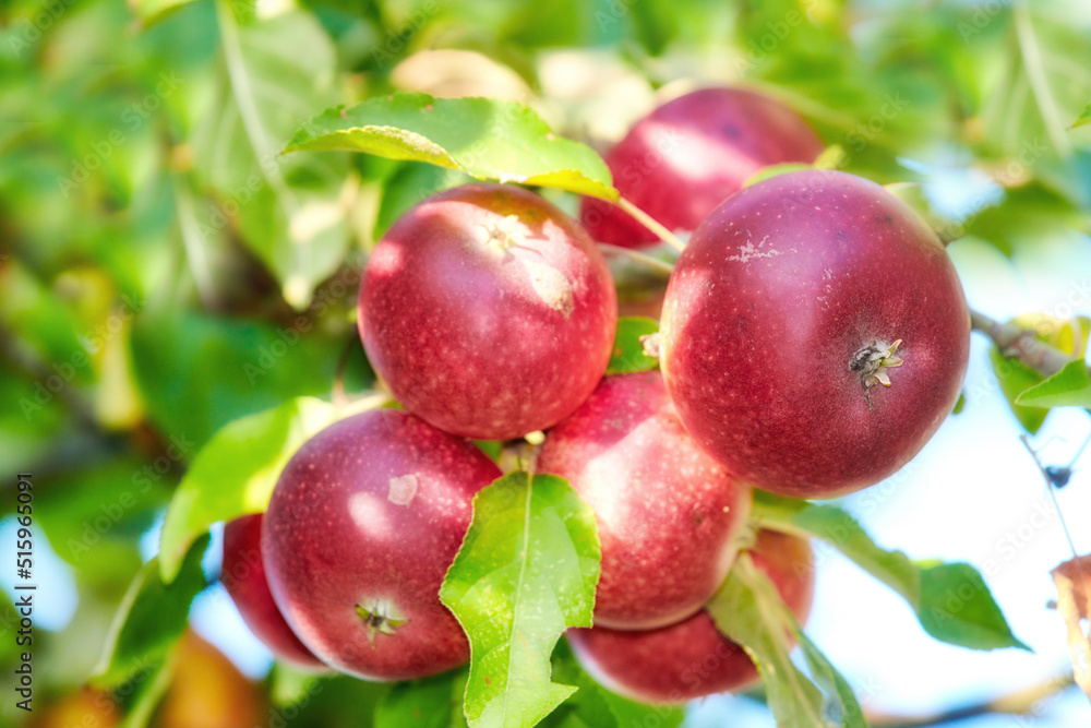 Fresh red apples growing on trees for harvest on a field of a sustainable orchard or farm on a sunny day outdoors. Ripe, delicious and tasty organic fruit cultivated in nature for picking on a grove Fresh red apples growing on trees for harvest on a field of a sustainable orchard or farm on a sunny day outdoors. Ripe, delicious and tasty organic fruit cultivated in nature for picking on a grove