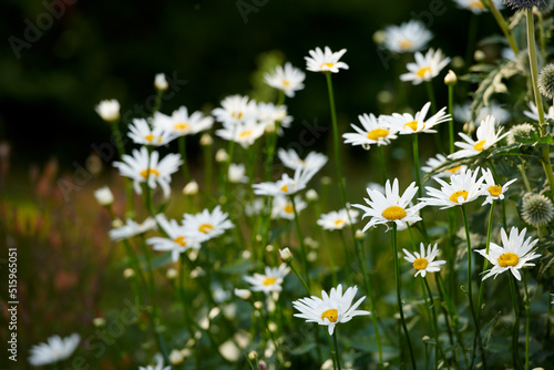 Daisy flowers growing in a lush green backyard garden in summer. White marguerite flowering plant blooming on a green field in spring. Flower blossoming on a field or park in the countryside photo