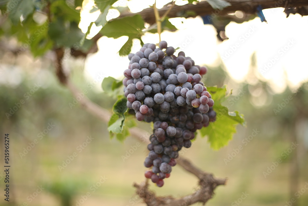 Dark purple grapes are ready to harvest