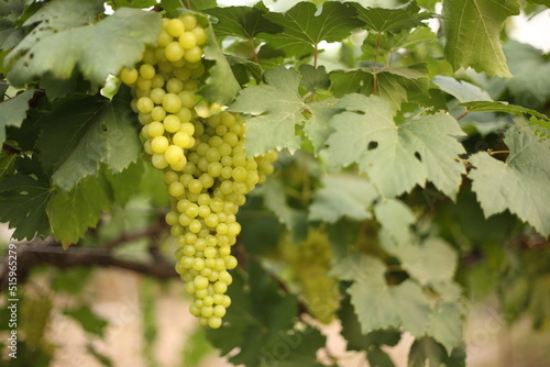 Yellow Green grapes are ready to harvest
