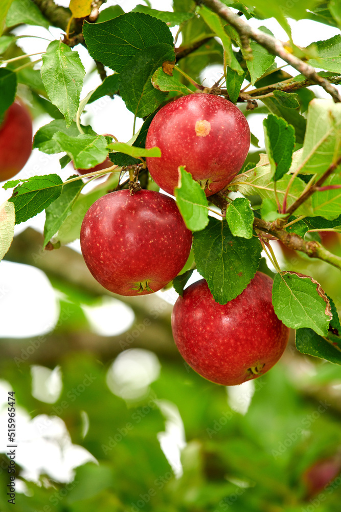 Closeup of red apples growing on a tree branch in summer with copyspace. Fruit hanging from an orchard farm branch with bokeh and copy space. Sustainable organic agriculture in the countryside Closeup of red apples growing on a tree branch in summer with copyspace. Fruit hanging from an orchard farm branch with bokeh and copy space. Sustainable organic agriculture in the countryside