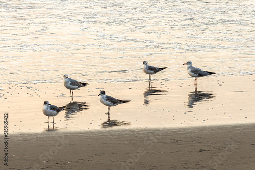 Obraz na płótnie seagulls on the beach w salonie