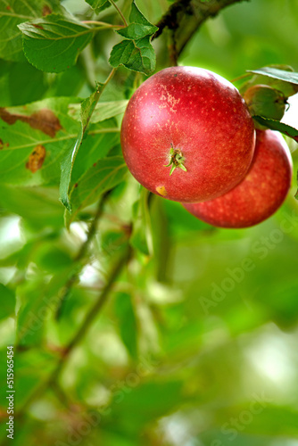 Closeup of red apples growing on an apple tree branch in summer with copyspace. Fruit hanging from an orchard farm tree with bokeh and copy space. Sustainable organic agriculture in the countryside