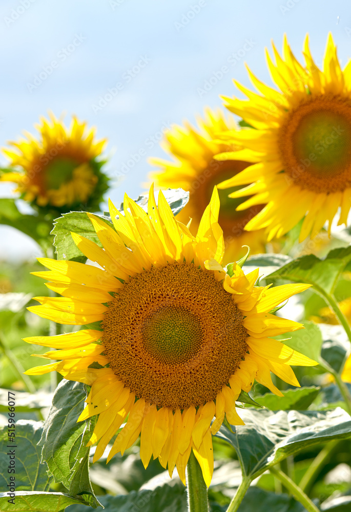 Bright yellow sunflowers growing on a farm ready for harvest, sunflower oil production. Zoom in on seasonal yellow flowers growing in a field or garden. Detailed pattern of a flowerhead in nature Bright yellow sunflowers growing on a farm ready for harvest, sunflower oil production. Zoom in on seasonal yellow flowers growing in a field or garden. Detailed pattern of a flowerhead in nature
