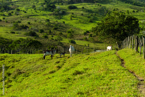 landscape with cows