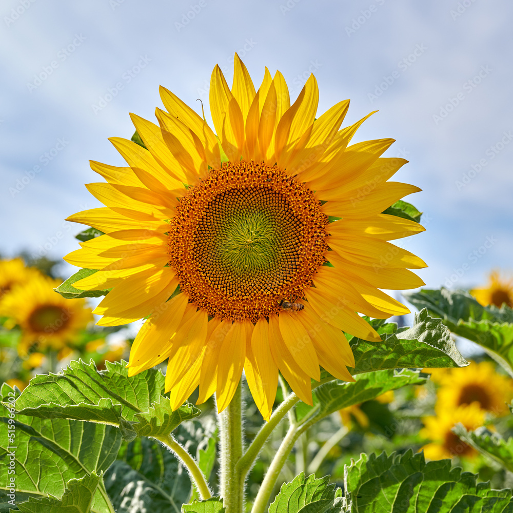 Mammoth russian sunflowers growing in a field or botanical garden on a bright day. Closeup of helianthus annuus with vibrant yellow petals blooming in spring. Beautiful plants blossoming in a meadow Mammoth russian sunflowers growing in a field or botanical garden on a bright day. Closeup of helianthus annuus with vibrant yellow petals blooming in spring. Beautiful plants blossoming in a meadow