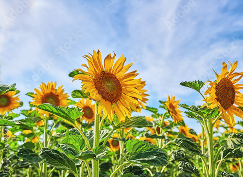 Mammoth russian sunflowers growing in a field or garden with a cloudy blue sky background. Closeup of beautiful tall helianthus annuus with vibrant yellow petals blooming and blossoming in spring