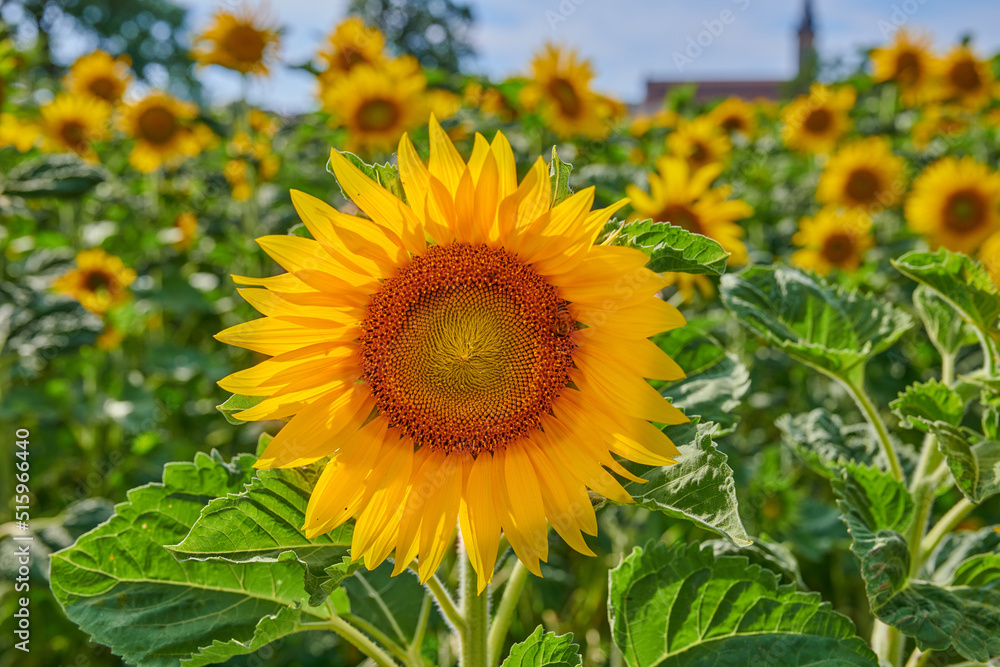 Fototapeta premium Mammoth russian sunflowers growing in a field or botanical garden on a bright day. Closeup of helianthus annuus with vibrant yellow petals blooming in spring. Beautiful plants blossoming in a meadow