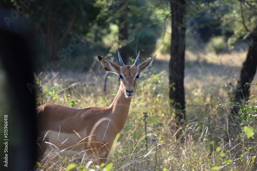 Male juvenile impala
