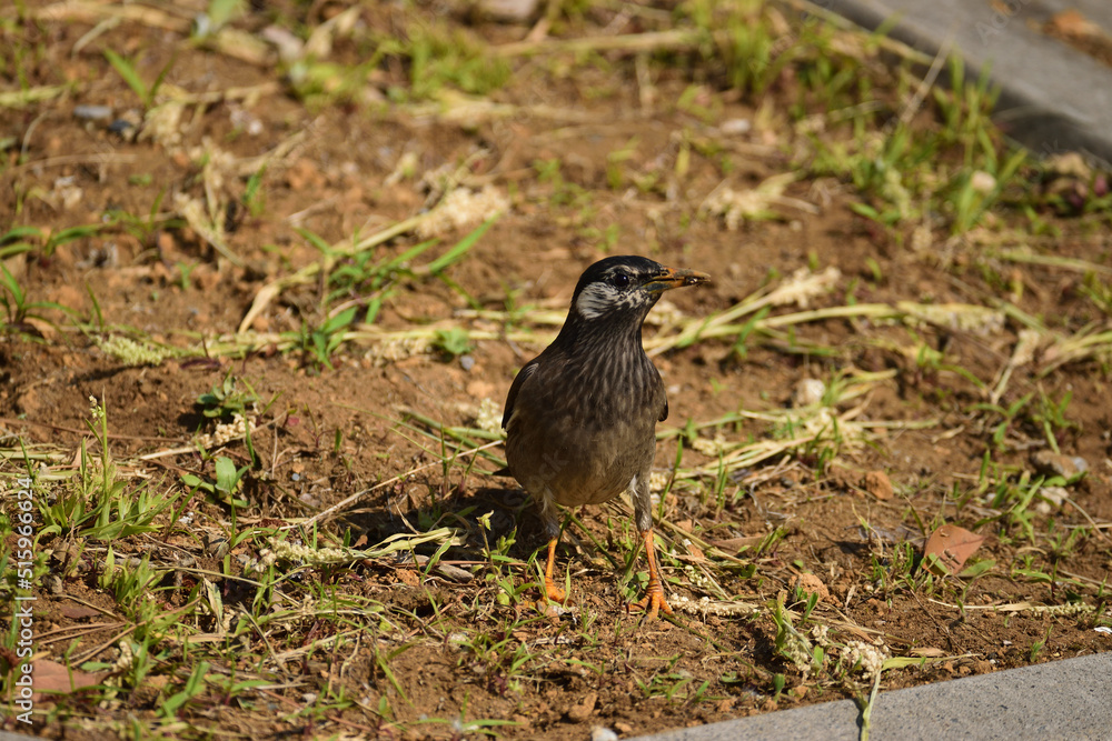 野鳥 野鳥