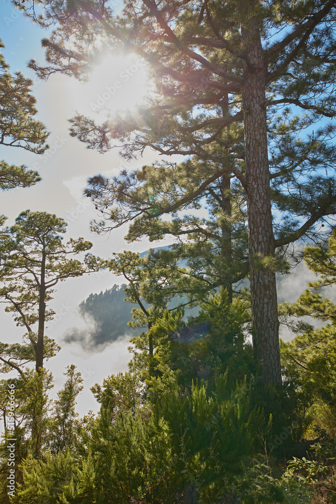 Beautiful tall pine forests on a mountain top with bright sun shining in the blue sky. Peaceful and scenic landscape of nature with vibrant sunlight and lush green plants, bush, and trees outdoors.