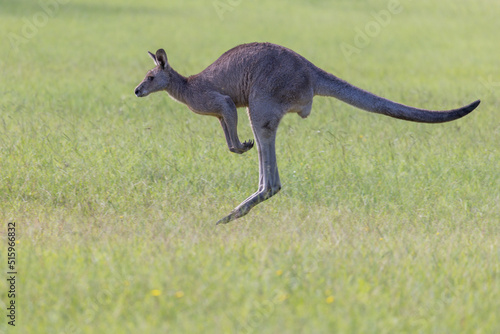 Close-up view of an Eastern Grey Kangaroo (Macropus giganteus) hopping across a grass field in New South Wales, Australia. Iconic image of jumping  kangaroo seen in profile.
