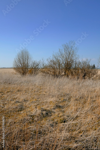 Dry and arid bushes outdoors in nature with a blue sky copy space background. Landscape of branches during sunset on a late summer afternoon or morning. Peaceful and scenic land with dead plants