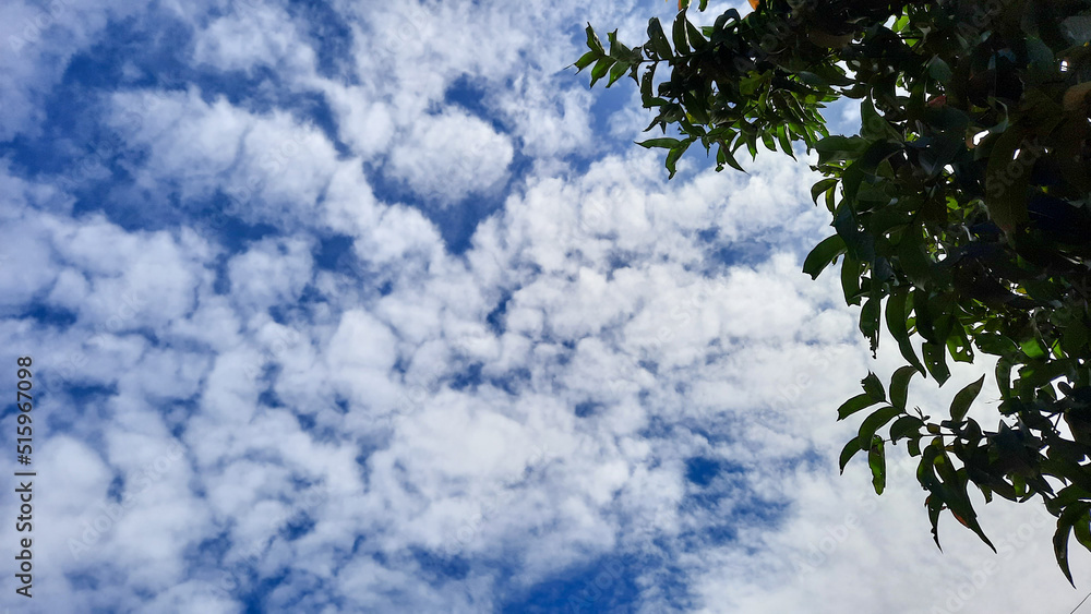 Cloudy clear blue sky with guava leaves as an ornament 01 Cloudy clear blue sky with guava leaves as an ornament 01