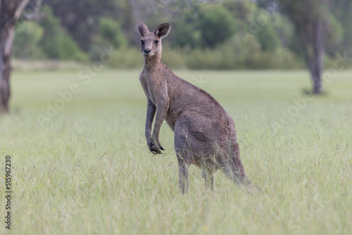 Eastern Grey Kangaroo  Macropus giganteus  standing on a grass field in New South Wales  Australia  and looking alert towards the camera.