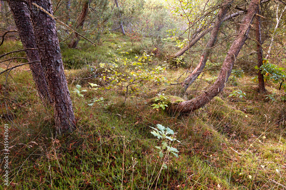 Damaged trees in a forest after an extreme weather storm on a winter day. A landscape of uprooted trees outdoors in nature with green grass. Wood in woodland after a hurricane or tornado Damaged trees in a forest after an extreme weather storm on a winter day. A landscape of uprooted trees outdoors in nature with green grass. Wood in woodland after a hurricane or tornado