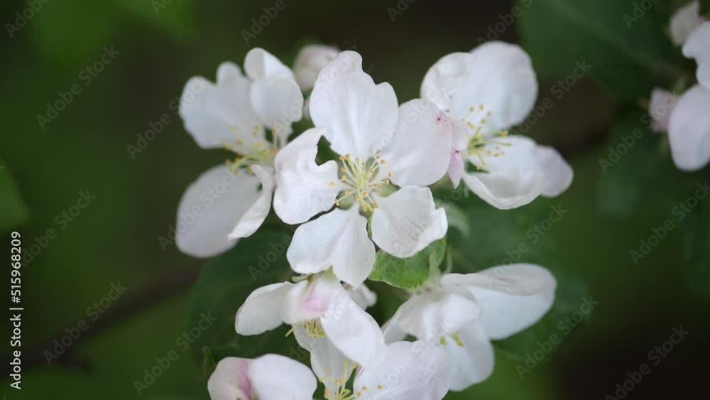 Apple blossom. White flower tree in nature background.