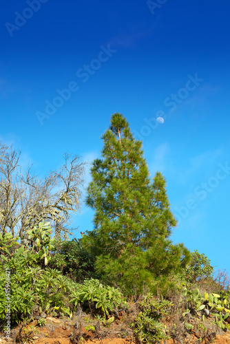 Fototapeta Naklejka Na Ścianę i Meble -  Pine tree forest on the mountains with a blue sky copy space. Landscape of green vegetation on a sand hill under bright sunlight. Wild nature environment on La Palma, Canary Islands with copyspace