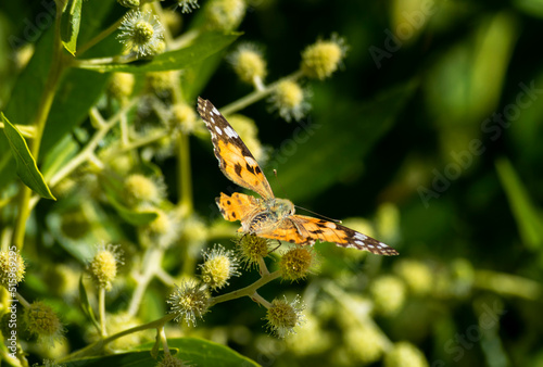 butterfly on a flower © Hazemomar
