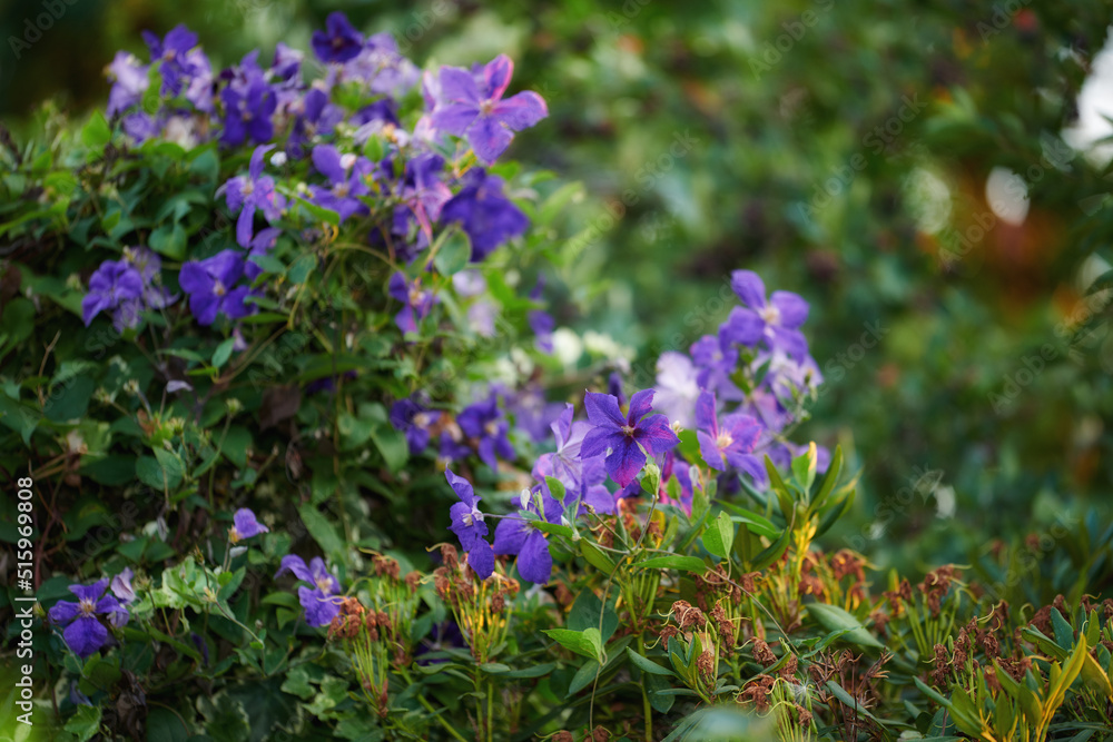Fototapeta premium Purple clematis flowers growing in a garden with copy space. Bunch of blossoms in a lush green outdoor park. Lots of beautiful ornamental Italian leather flower plants for backyard landscaping