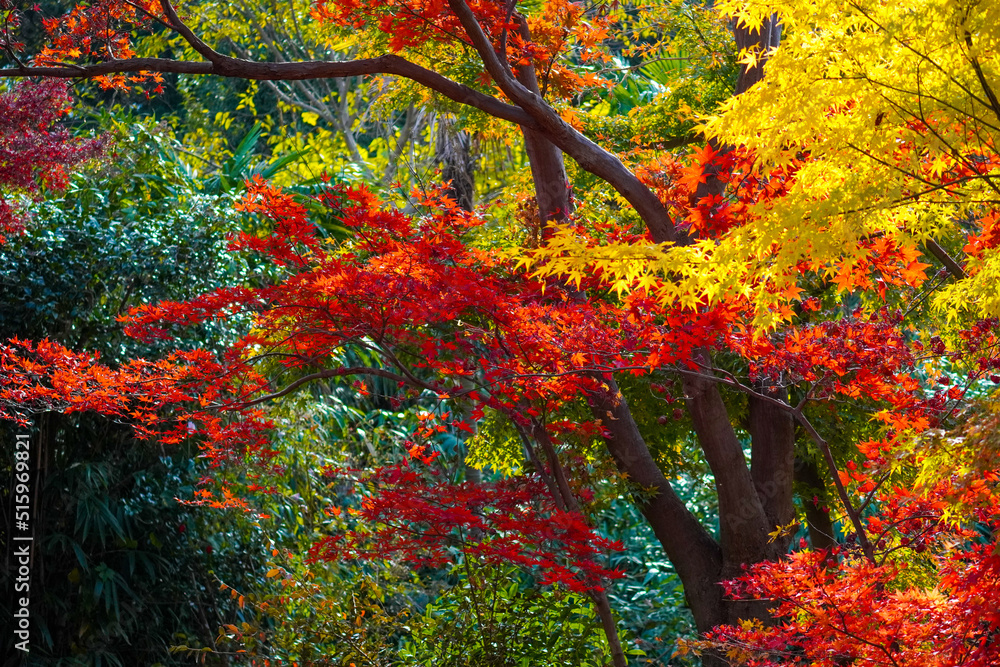 Autumn leaves in Japanese garden Autumn leaves in Japanese garden