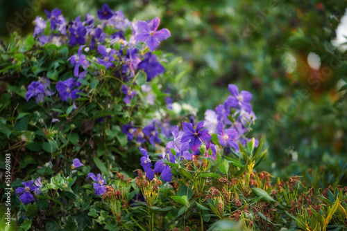 Purple clematis flowers growing in a garden with copy space. Bunch of blossoms in a lush green outdoor park. Lots of beautiful ornamental Italian leather flower plants for backyard landscaping