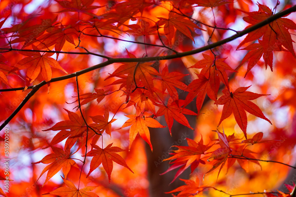 Autumn leaves in Japanese garden Autumn leaves in Japanese garden
