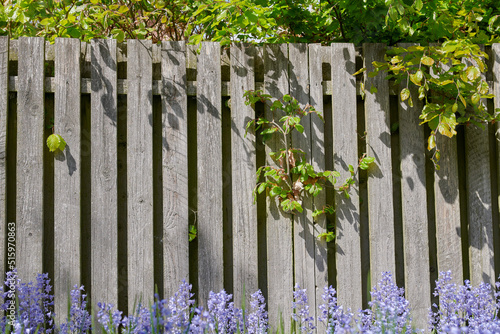Closeup of Bluebell growing in a green garden in summertime with a wooden gate background. Details of fresh blue flowers in harmony with nature, tranquil wild flowerbed in a zen, quiet backyard