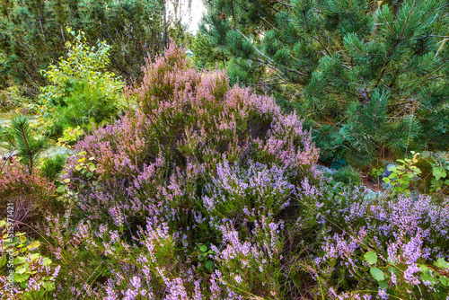 Heather growing in a wild forest. Beautiful landscape of purple flowers flourishing nature surrounded by pine trees. Scenic view of lush green foliage vegetation in an uncultivated environment