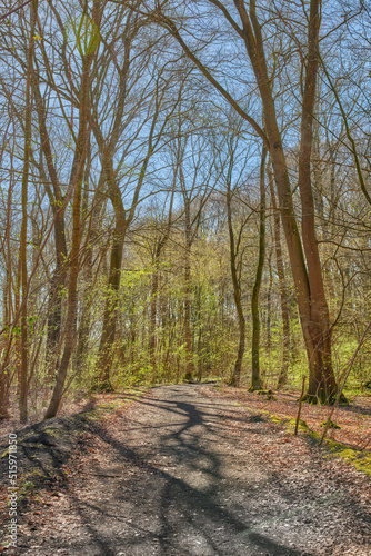 Hiking trail or path in a beech tree forest or woods in remote countryside of Norway. Wood trees growing in meadow after autumn in a serene, secluded landscape. Discovering peace in mother nature