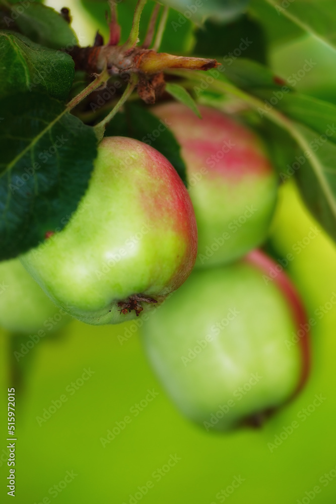 Closeup of ripe red apples hanging on a branch of a tree in an orchard outside against a blurred green background. Organic agriculture and sustainable fruit farming, fresh produce growing on a farm