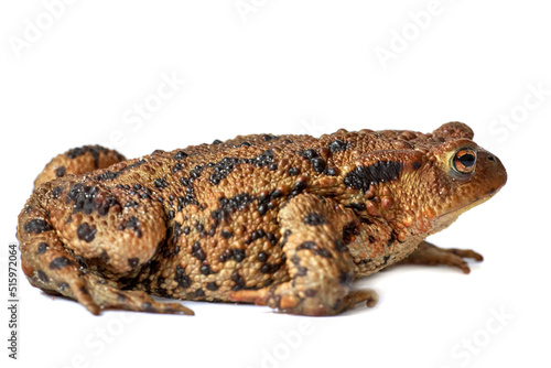 Common true toad or frog with brown body and black dot markings on dry rough skin isolated on a white background with copyspace. Amphibian from the bufonidae species ready to hop around and croak photo