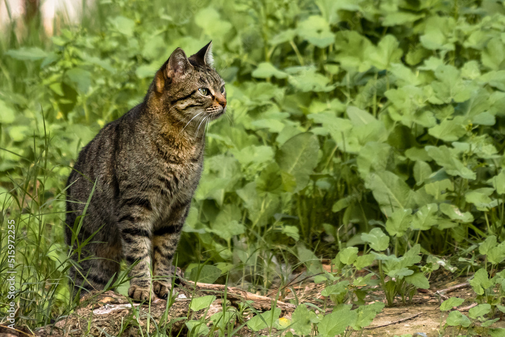 Obraz premium tabby cat sitting on the ground