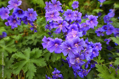 Top view of meadow geranium flowers growing in botanical garden among foliage in summer. Geranium pratense growing and blooming on field in spring. Beautiful violet flowering plants budding in a park