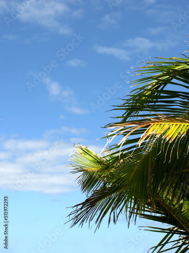 Palm tree against a blue sky with light clouds and copyspace. Below of a coconut tree with leaves shining under the sun in cool breeze on a tropical exotic island, holiday vacation or overseas resort