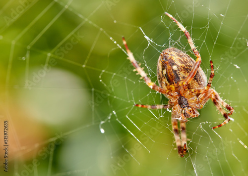 Closeup of a spider in a web against blurred leafy background. An eight legged Walnut orb weaver spider making cobweb in nature surrounded by green trees. Specimen of the species Nuctenea umbratica