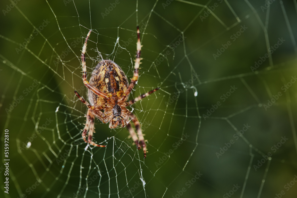 Closeup of a spider in a web against blurred green background. An eight legged Walnut orb weaver spider making a cobweb in nature surrounded by trees. Specimen of the species Nuctenea umbratica