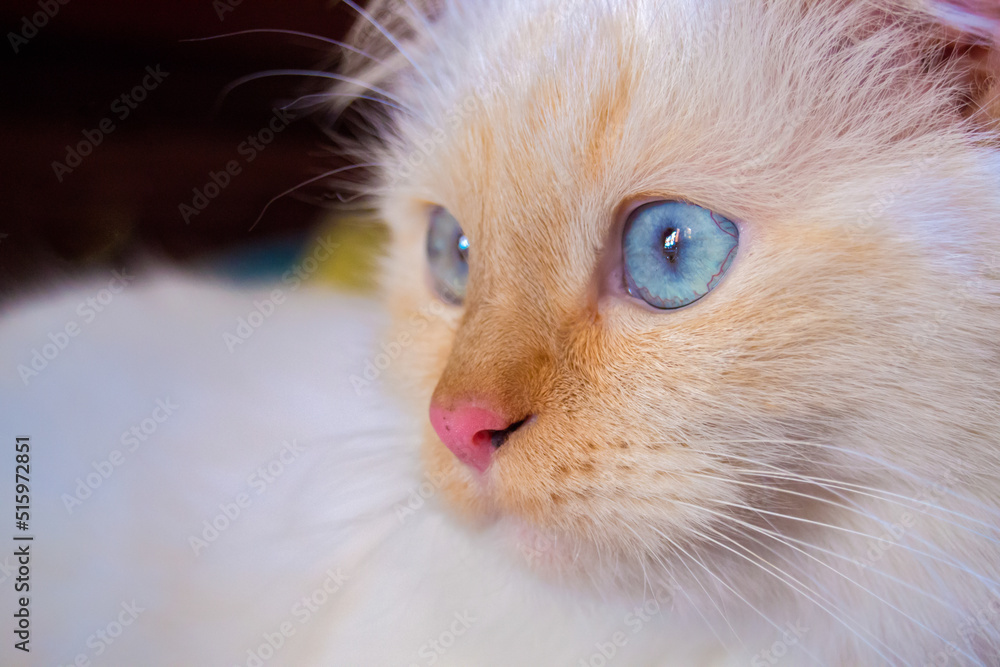 close up portrait of a cat