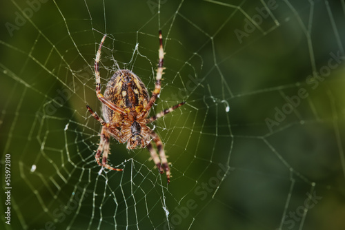 Closeup of a spider in a web against blurred green background. An eight legged Walnut orb weaver spider making a cobweb in nature surrounded by trees. Specimen of the species Nuctenea umbratica