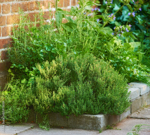 Overgrown wild herb garden growing on a cement curb or sidewalk next t a red brick wall. Various plants in a lush flowerbed. Green shrubs growing in a backyard. Vibrant nature scene of small nursery