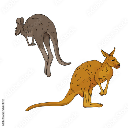 Vector illustration of Australian kangaroos. Exotic animals blank for designers, logo, icon, print